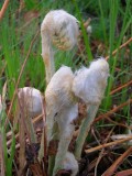 Cinnamon Fern fiddleheads