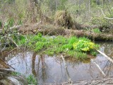 Swamp Flowers