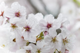Cherry Blossoms