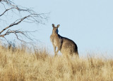 Big old roo - from the track, on our way out.