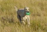 Tom with a replacement for the lost pink ball.