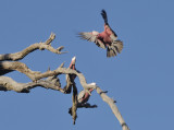 Young Galahs