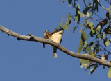 Sacred Kingfisher