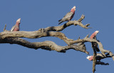 Young Galahs - whos watching the birdie?