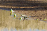 Grass Parrots or Red-rumped Parrots