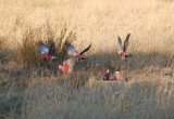 Galahs in the morning