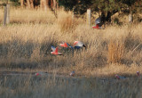 Galahs in the morning at the wash away.