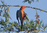 King Parrot