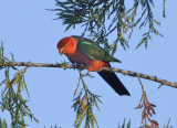 Adult King Parrot