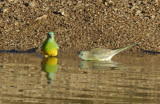 Grass parrots