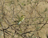 Rainbow bee-eater