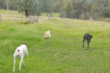 Through the gate and which way will we go?  Tom has his green ball!