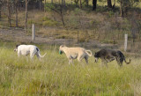 Late afternoon paddock stroll.