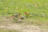 Eastern Rosellas - the one in the foreground is possibly a female.