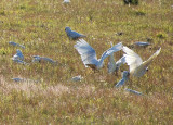 Sulphur-crested Cockatoos.  Finding a spot to land can be difficult at times.