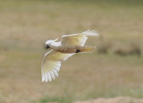 Cockatoo - gliding in to join the rest of the feeding flock.