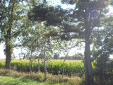 Corn Field & Trees
