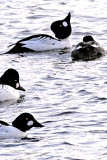 Goldeneye