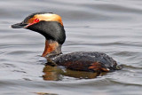 Horned Grebe