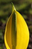 Western Skunk Cabbage