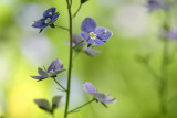 Germander Speedwell Veronica chamaedrys