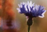 Cornflower