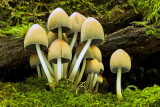 Young Glistening Ink Caps/Coprinus micaceus