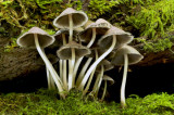 Mature Glistening Ink Caps, Corprinus miscaceus