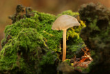 Bonnet Mycena