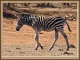 Young Zebra  (4905)