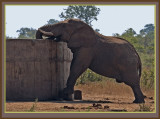 Elephant At Dam (5153)