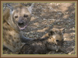 Hyena & Cub (5357)