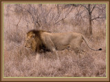 Lion (5579)