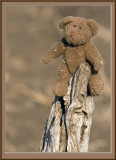 Teddy Bear (5071)