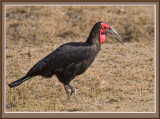 Southern Ground Hornbill (5922)