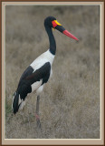 Saddle Billed Stork (5759)