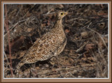 Coqui Francolin (4861)