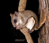 Flying Squirrel 04