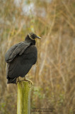 American Black Vulture (Coragyps atratus)