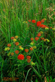Butterfly-weed