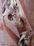 CrapeMyrtle_Trunk