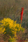 Goldenrod-redfencepost