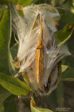 Milkweed02