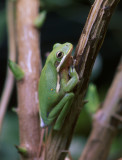 Green-Tree-frog-01