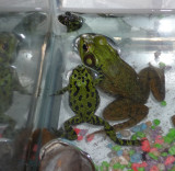 Giving Tree frogs