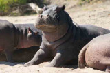 Botswana-Juvenile Hippo-1.jpg