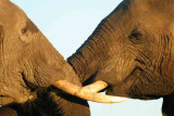 Botswana-Elephants Sparring-1.jpg