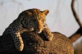 Botswana-Leopard over log-1.jpg