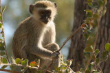 Botswana-Vervet Monkey-1.jpg