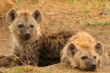 Kenya-Hyena Youngsters-1.jpg